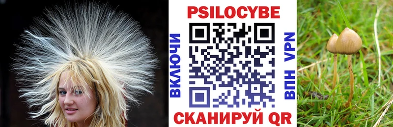 Псилоцибиновые грибы Psilocybe  Завитинск 